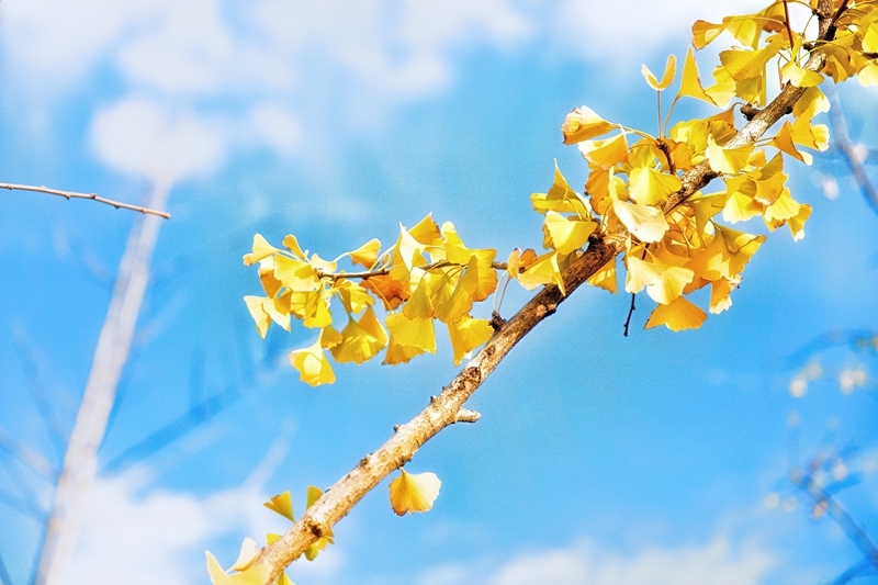 ginkgo baum pflege gelbe blaetter ginkgobaum herbst