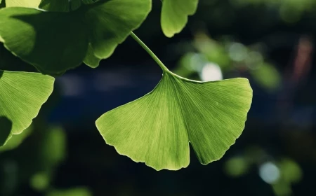 ginkgo biloba baum schneiden ginkgo blaetter baumblatt