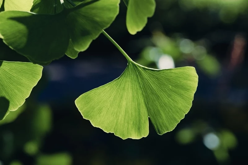 ginkgo biloba baum schneiden ginkgo blaetter baumblatt