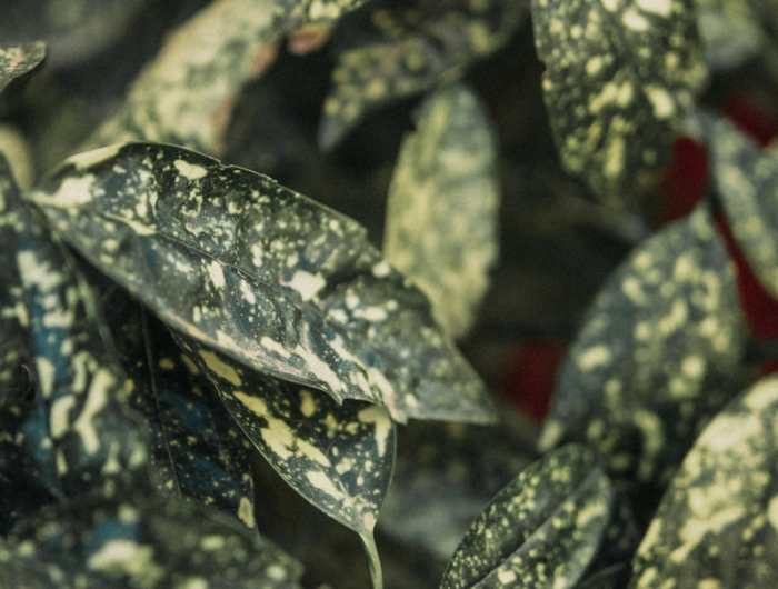 gruene blaetter mit flecken kirschlorbeer krankheiten bilder und informationen
