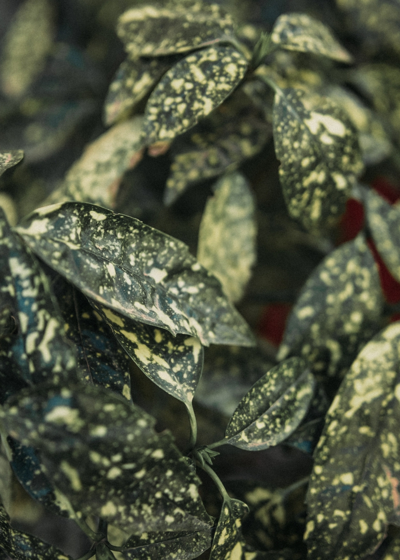 gruene blaetter mit flecken kirschlorbeer krankheiten bilder und informationen