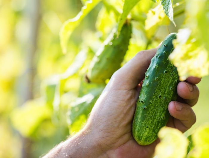 cropped hand of man picking ripe bell peppers, plant based food