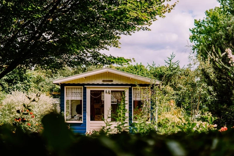 hochstamm immergruen viele arten von gartenpflanzen