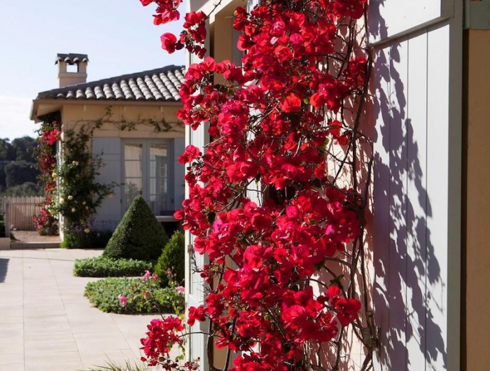 Schnellwachsende Kletterpflanze der richtigen Wahl für den Garten