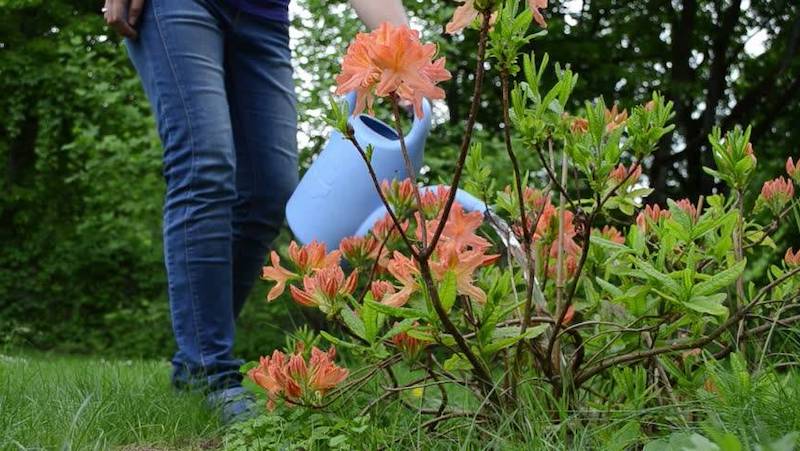 ist es pflegeleicht und sehr schoen rhododendron pflege wie geht es