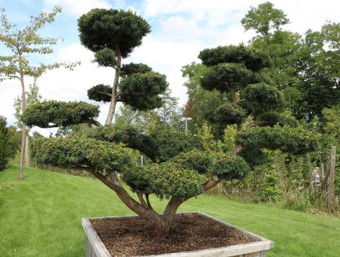 kleinwuechsige baeume japanische eibe bonsai