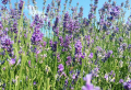 Lavendel vermehren: Die einfachsten Methoden Schritt für Schritt
