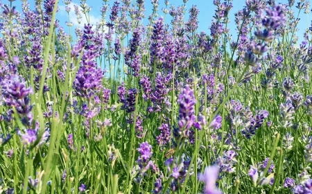 lavendel vermehren tipps fuer geartner und hobbygeartner lavendelblueten