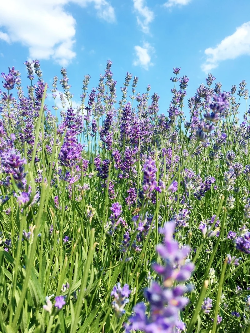 lavendel vermehren tipps fuer geartner und hobbygeartner lavendelblueten