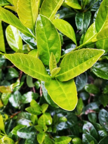 Kirschlorbeer gelbe Blätter Was Sie darüber wissen müssen