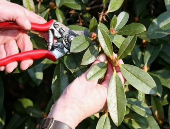 neue information ueber tipps wie koennen sie rhododendronduenger selber machen
