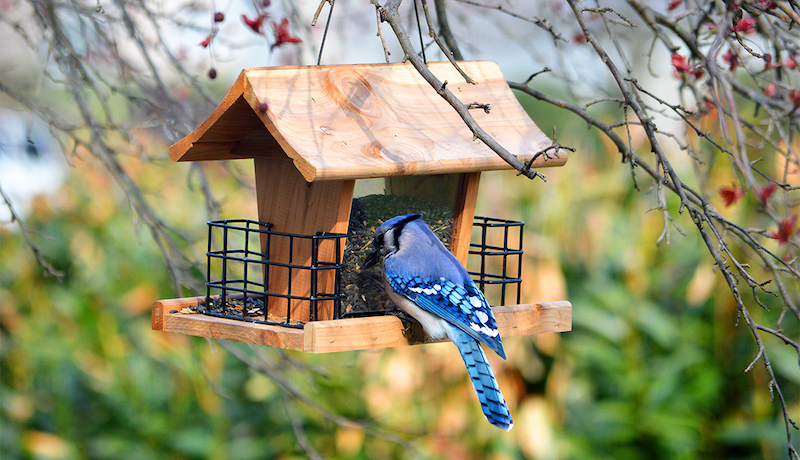 blue jay on a bird feeder