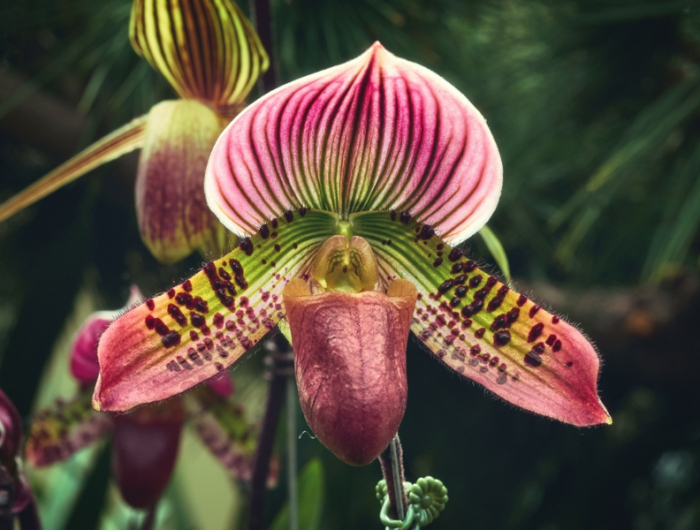 paphiopedilum lady slipper orchid