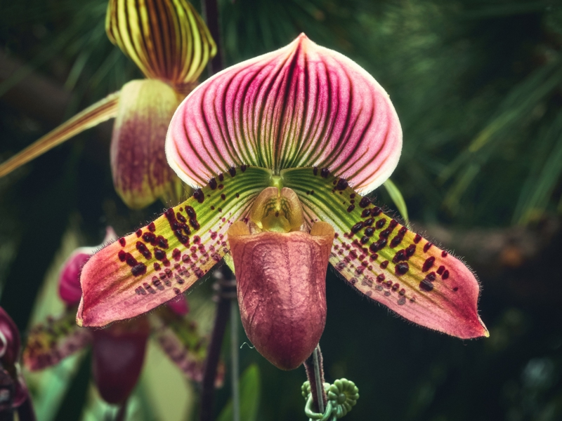 orchidee-frauenschuh-pflege-hilfreiche-informationen-und-tipps