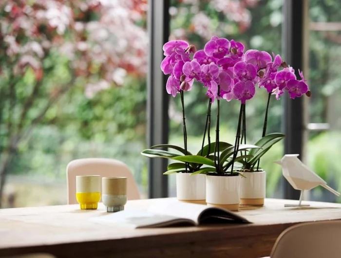 orchideen giessen pink orchideen am tisch