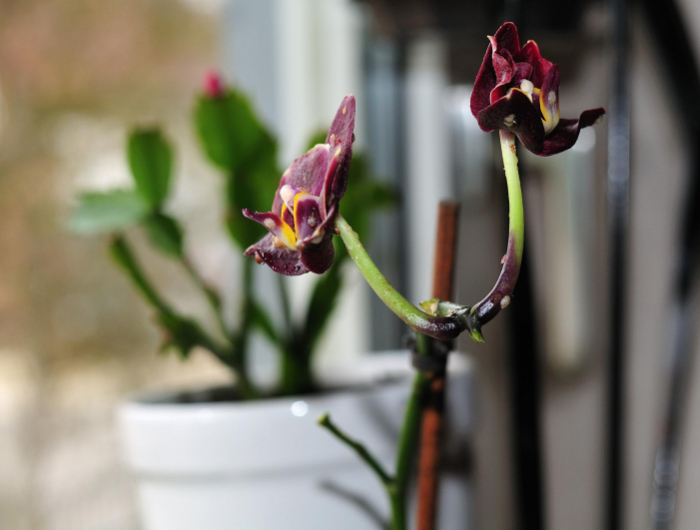 orchideen krankheiten klebrige tropfen lila orchidee schaedlinge krankheiten