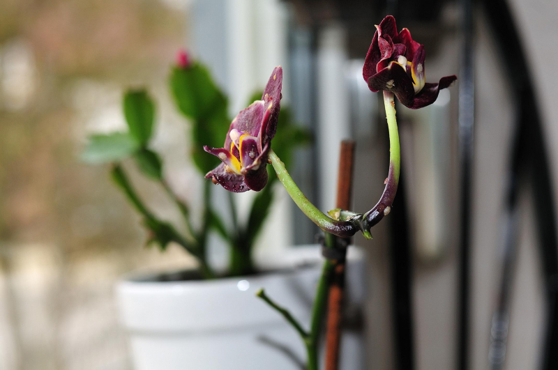 orchideen krankheiten klebrige tropfen lila orchidee schaedlinge krankheiten