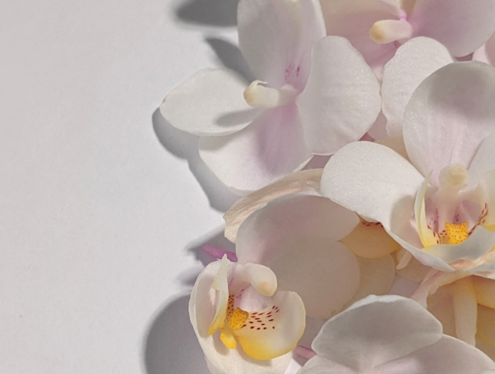 orchideen pflege luftwurzeln abschneiden infos und tipps