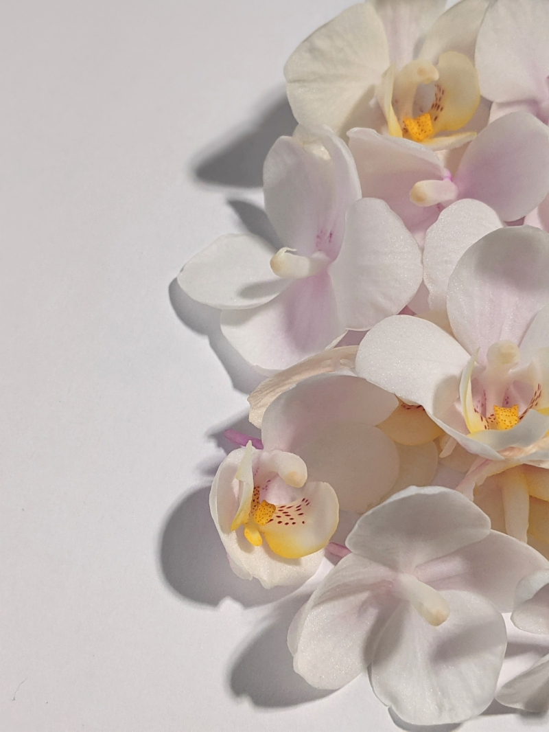 orchideen pflege luftwurzeln abschneiden infos und tipps