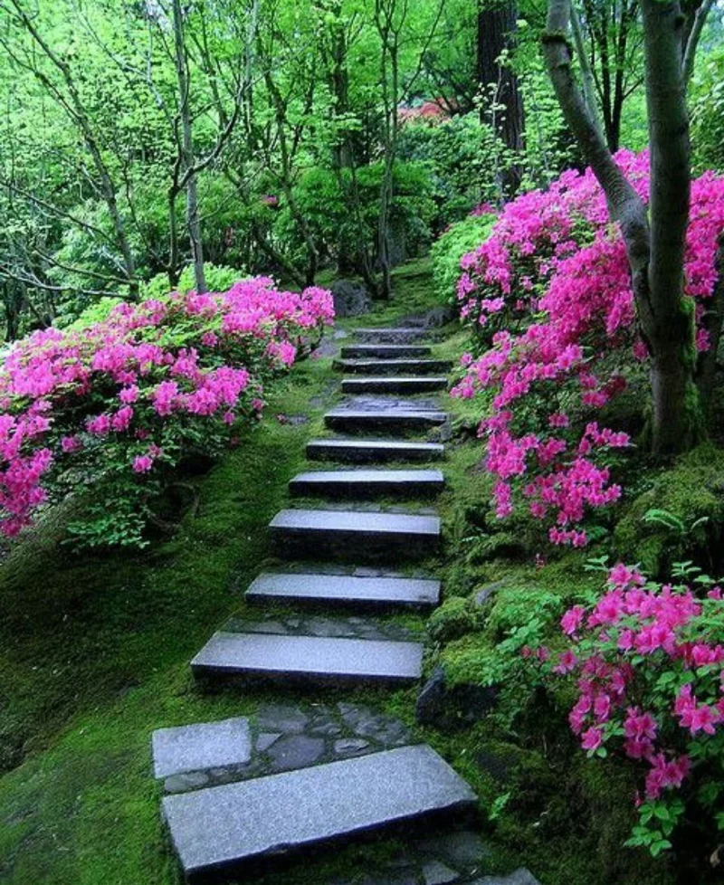 pflegeleicht und sehr schoen rhododendron pflege wie geht es