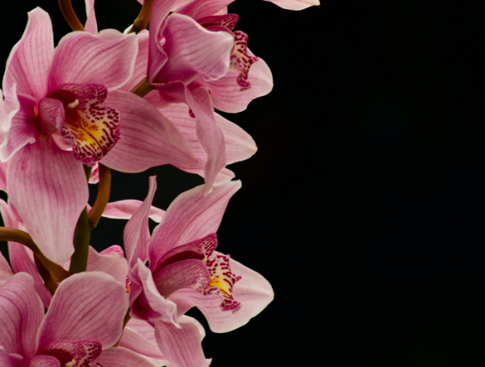 pinke zimmerblume muss man verbluehte orchideen schneiden