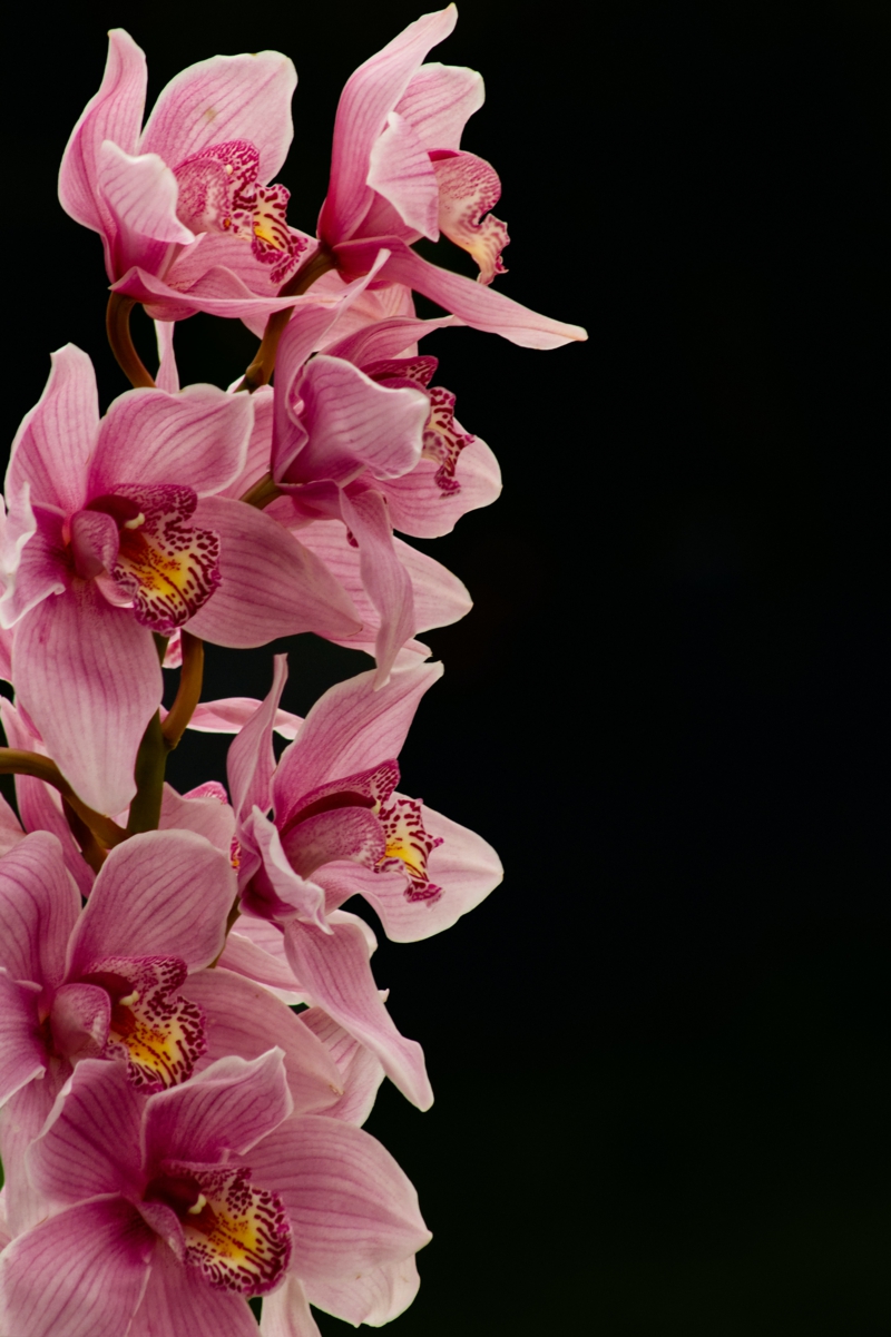 pinke zimmerblume muss man verbluehte orchideen schneiden