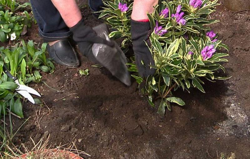 rhododendron duengen wie koenne sie das selber machen