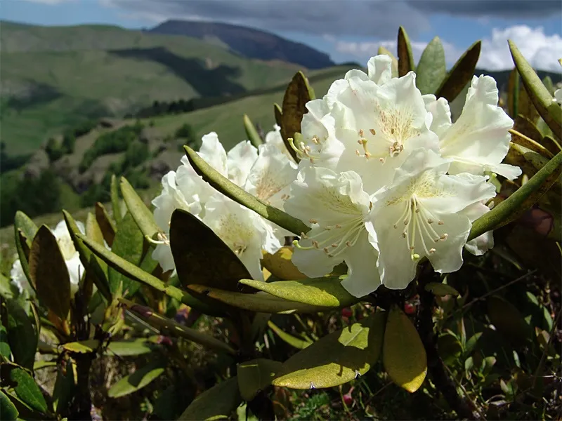 rhododendron schneiden und duengen ist sehr einfach mit unseren tipps