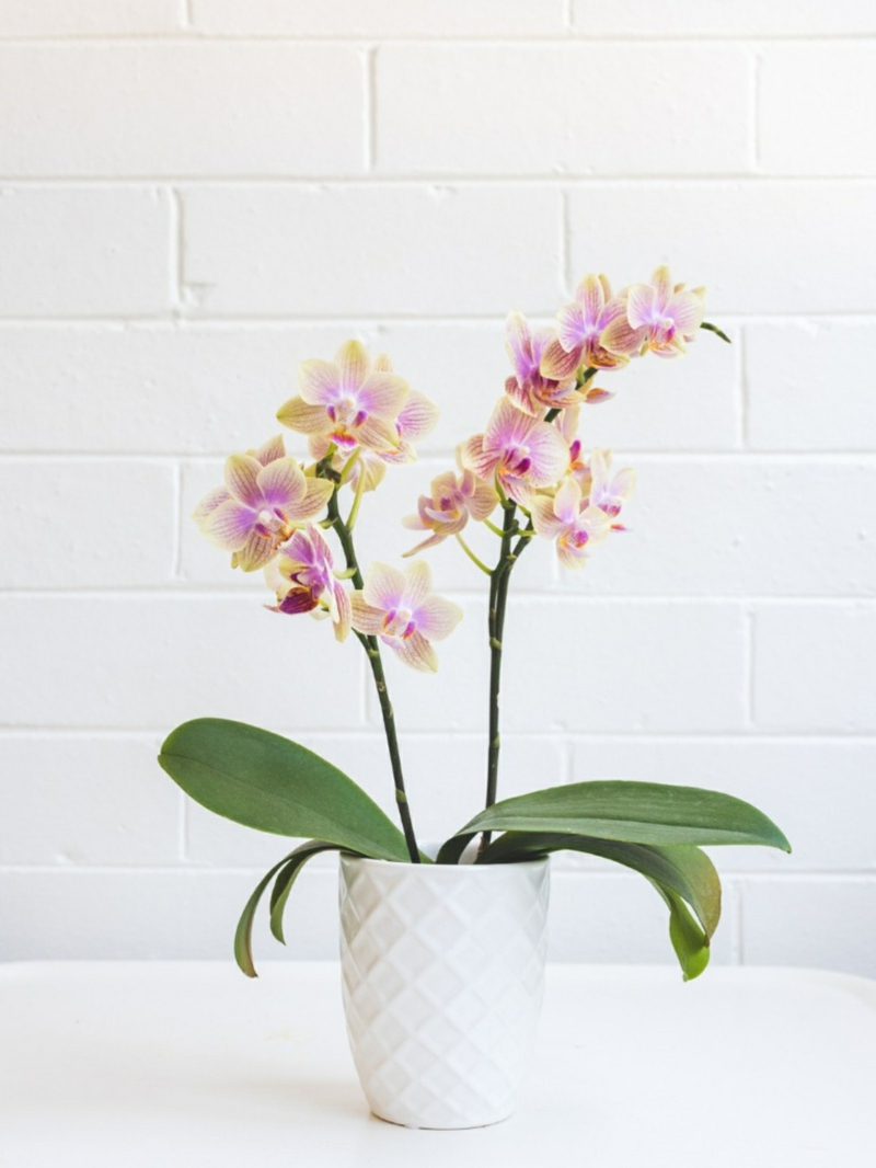 richtige pflege von orchideen gesunde blumen züchten