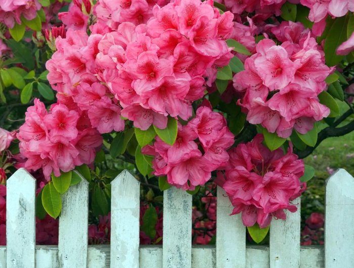 Rhododendron richtig düngen und schneiden
