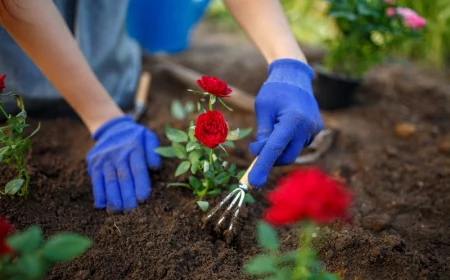 rosen duengen im herbst buschrosen schneiden rosenduenger fruehjahr kleine rosenbuschen einpflanzen