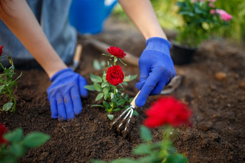 rosen duengen im herbst buschrosen schneiden rosenduenger fruehjahr kleine rosenbuschen einpflanzen