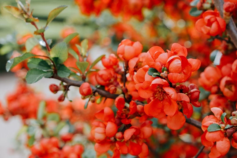 schnell wachsende straeucher fuer schatten japanische zierquitte chaenomeles rot