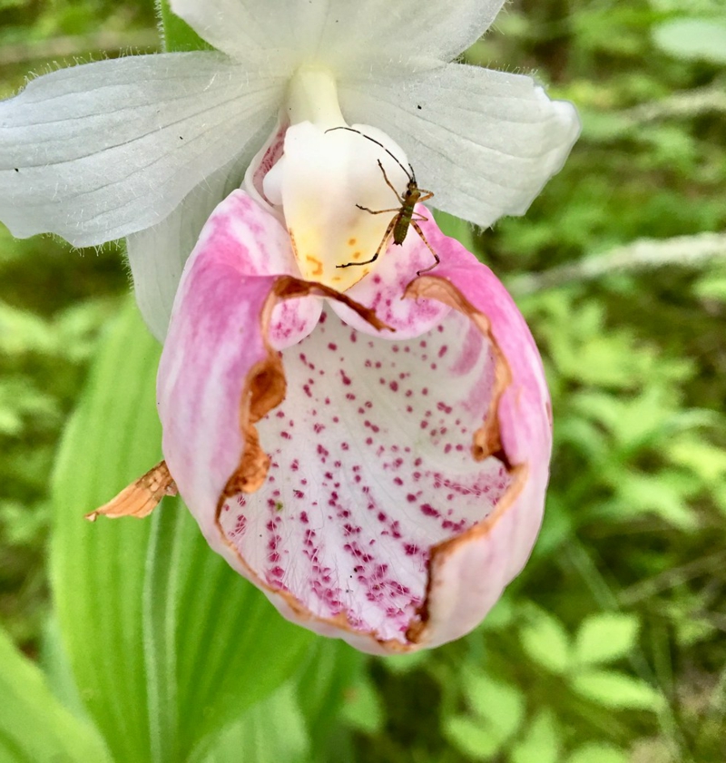 schoene blumen pflege tipps frauenschuh orchidee pflege