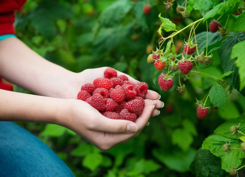 schritt fuer schritt anleitung himbeeren pflanzen pflegen und ernten