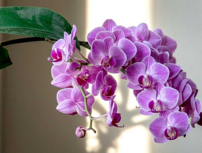 sind orchideen giftig fuer katzen lila orchidee zimmerpflanzen und haustiere