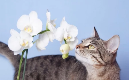 sind orchideen giftig fuer katzen weiße blueten pelziger freund