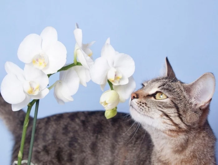 sind orchideen giftig fuer katzen weiße blueten pelziger freund