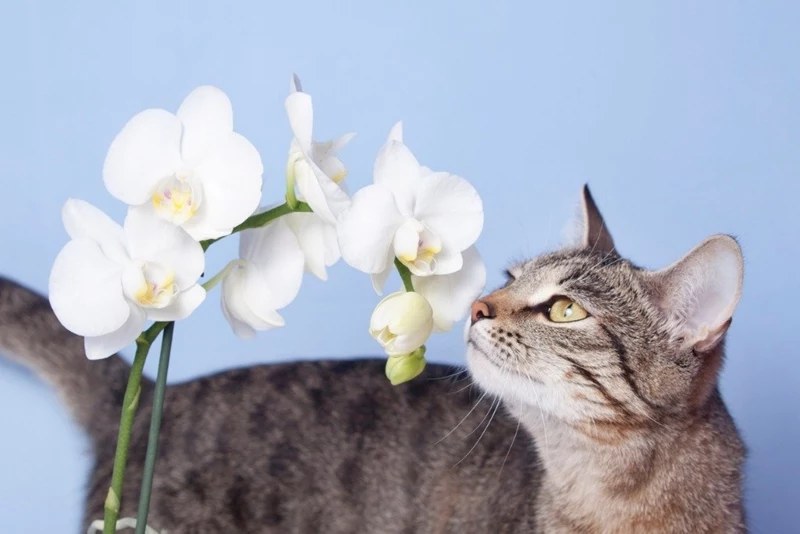 sind orchideen giftig fuer katzen weiße blueten pelziger freund