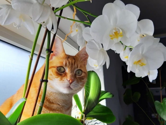 sind orchideen giftig fuer katzen weisse blume haustier wichtig