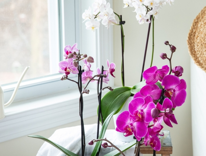 sind orchideen giftig fuer katzen wichtige tipps fuer tierbesitzer