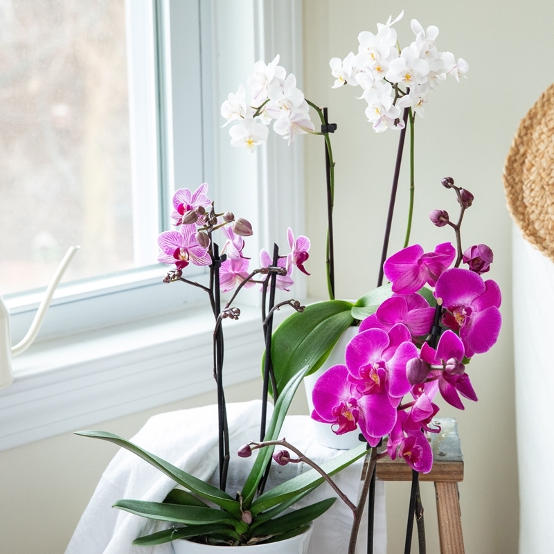 sind orchideen giftig fuer katzen wichtige tipps fuer tierbesitzer