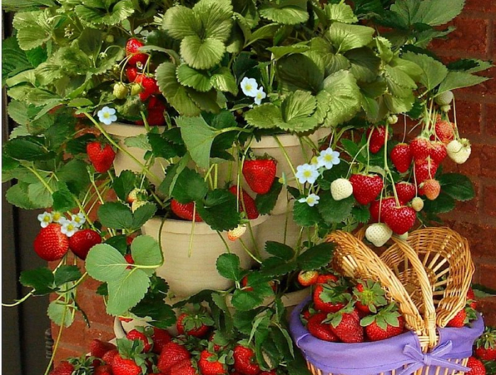 so schnell und einfach geht es erdbeeren pflanzen auf dem balkon