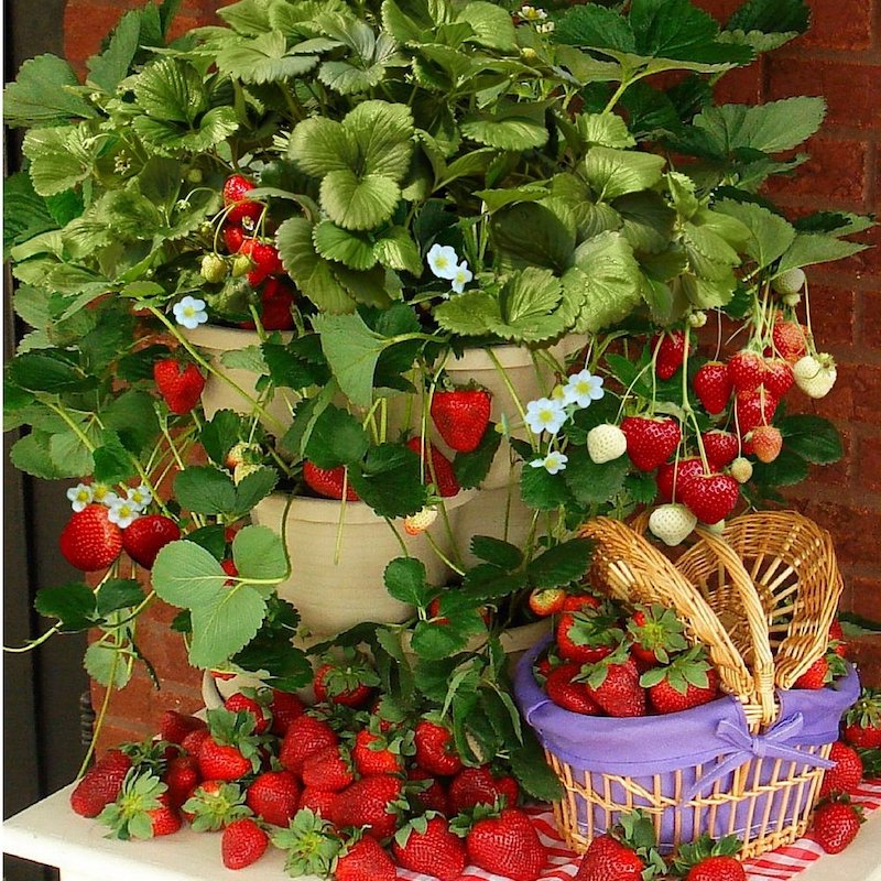 so schnell und einfach geht es erdbeeren pflanzen auf dem balkon