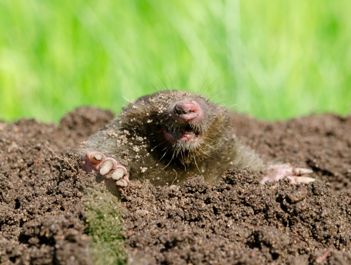 mole head in soil.