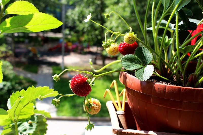 tipps welche erdbeersorte sind gut fuer balkon oder terrasse