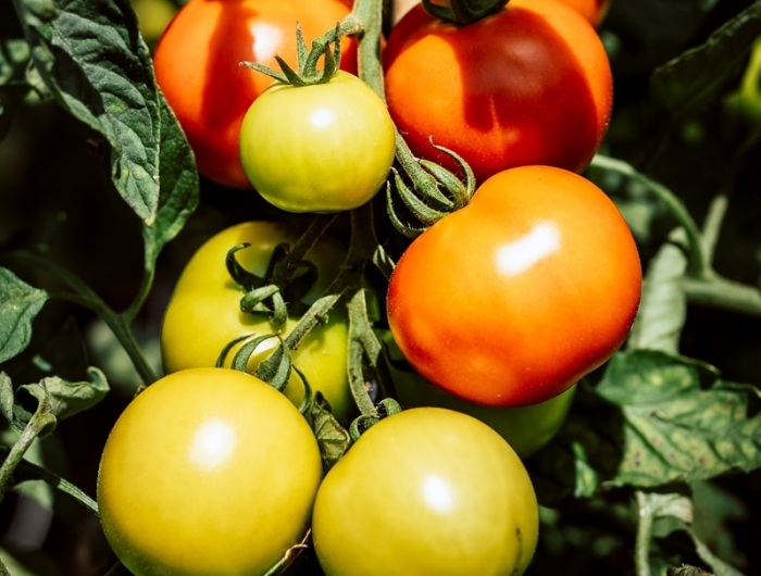 tomaten duengen tipps zur tomatenpflge tomatenduenger ideen