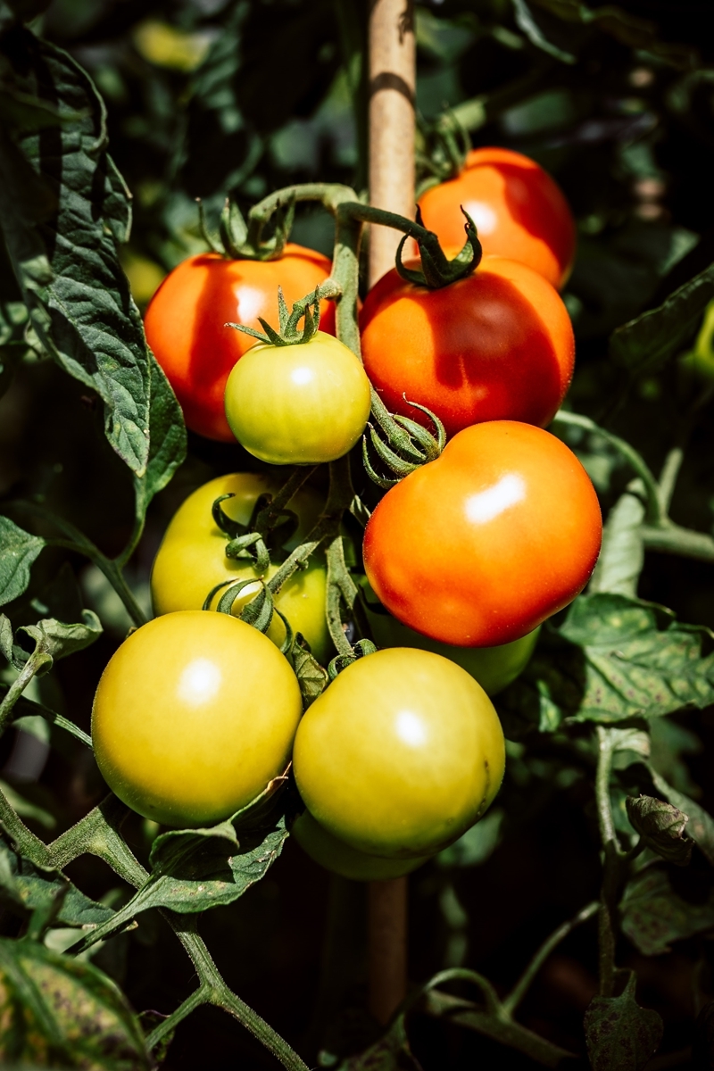 tomaten duengen tipps zur tomatenpflge tomatenduenger ideen