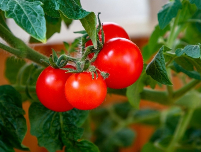 tomatenduenger selber machen ausnatuerlichen mitteln aus der kueche