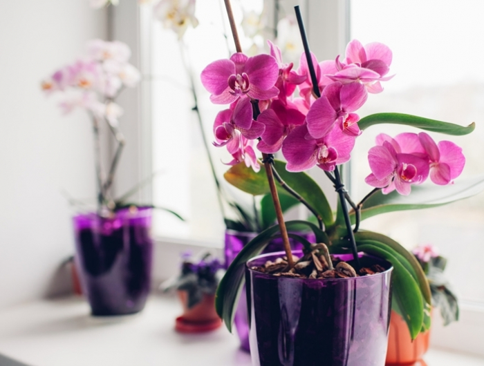ungiftige pflanzen fuer katzen rosa und weisse orchideen in toepfen